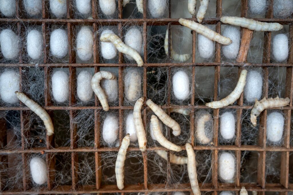 silkworms